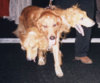 cerberus.jpg