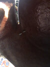 13808DE2-05EB-449A-8CD0-7AA6036D66FA.jpeg