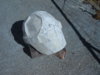 DSCF1339.JPG
