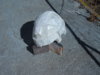 DSCF1338.JPG