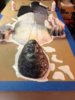 glue2.JPG