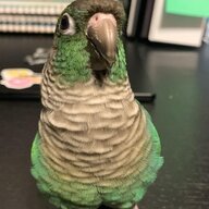 Beatzturtle